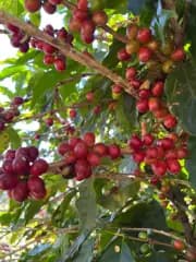 Jaguatirica Coffee - Catuai Amarelo - Grãos - 250g